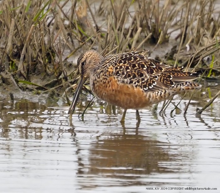Long-billed Dowitcher