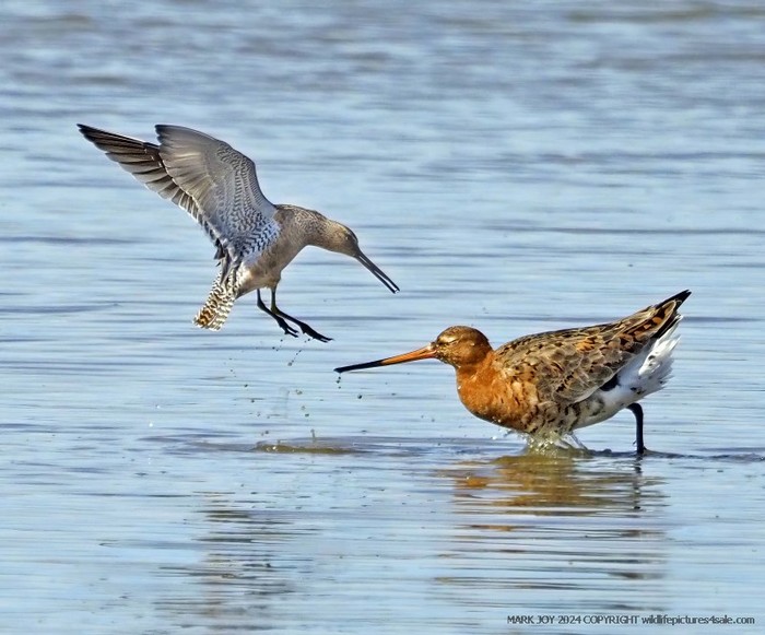 Long-billed Dowitcher