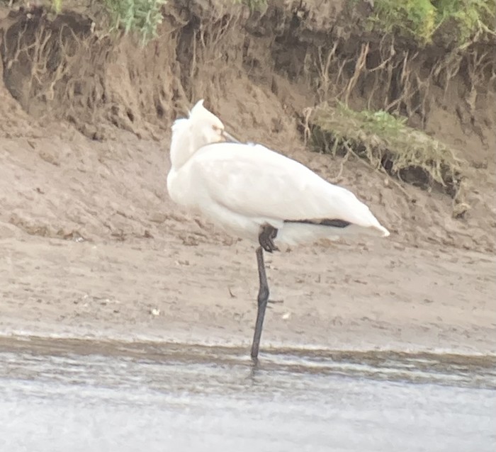 Spoonbill