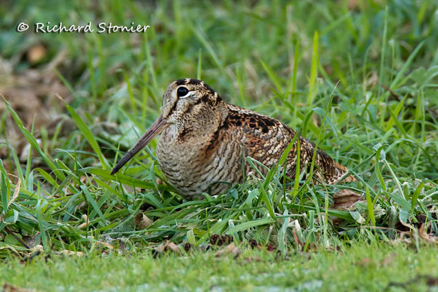 Woodcock