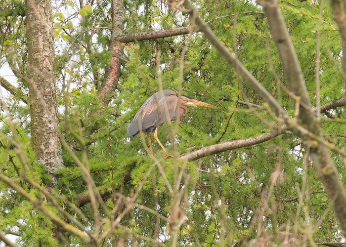 Purple Heron