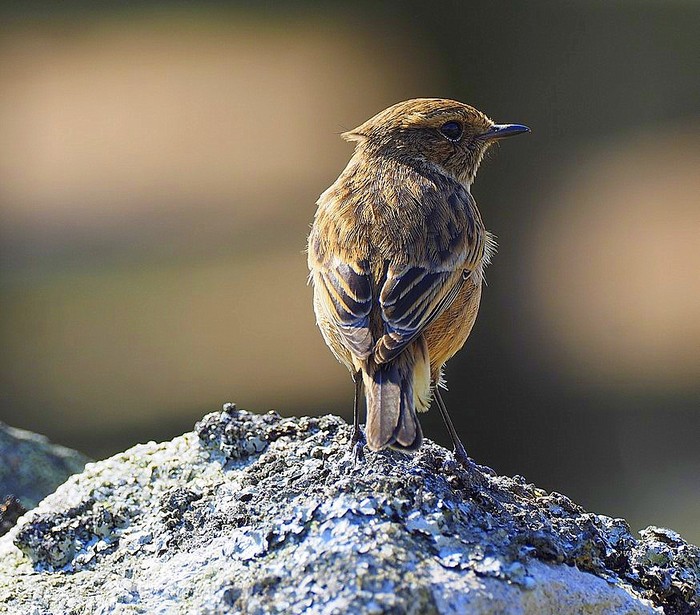 Stonechat
