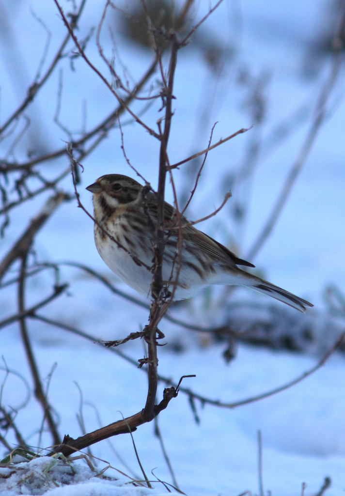 Reed Bunting