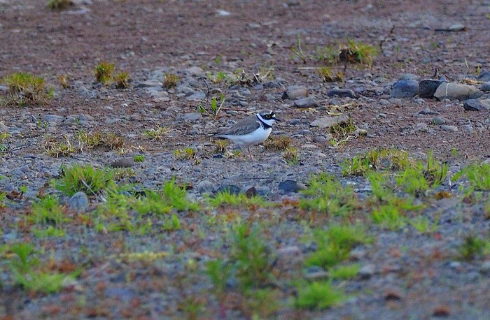 Little Ringed Plover
