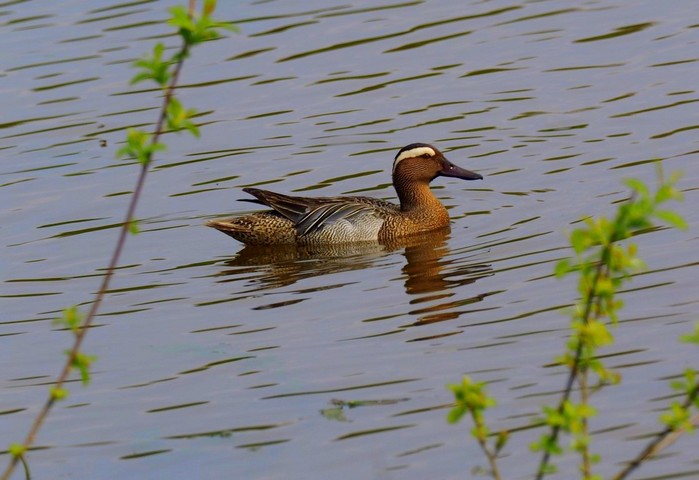 Garganey