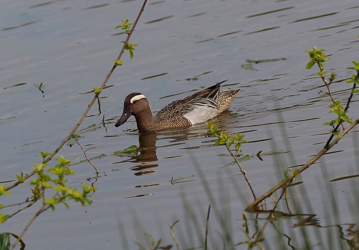 Garganey
