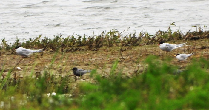 Black Tern