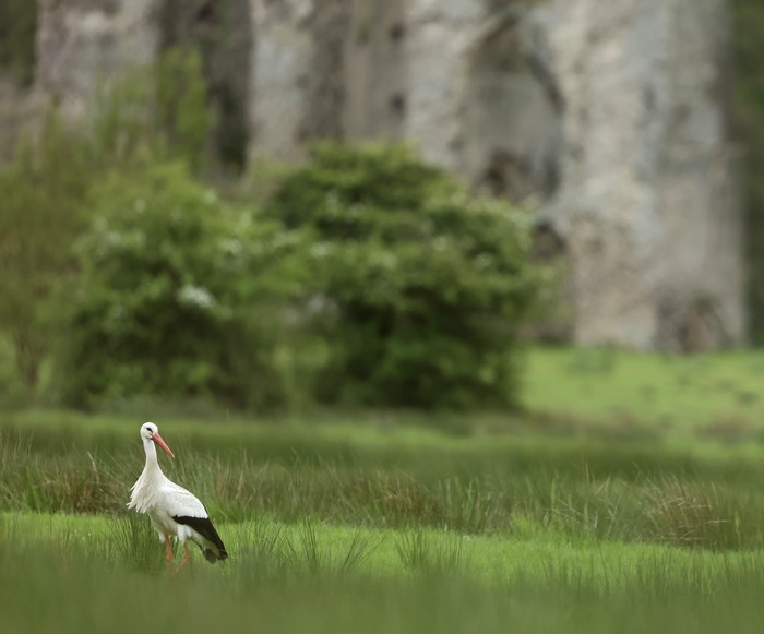 White Stork