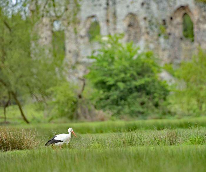 White Stork