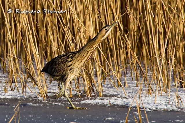 Bittern