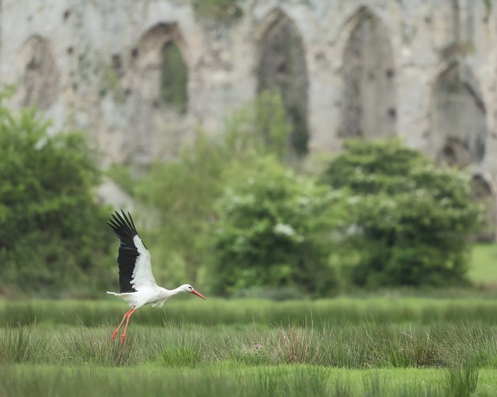 White Stork