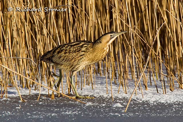 Bittern