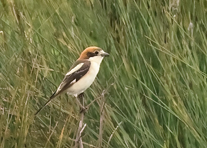 Woodchat Shrike