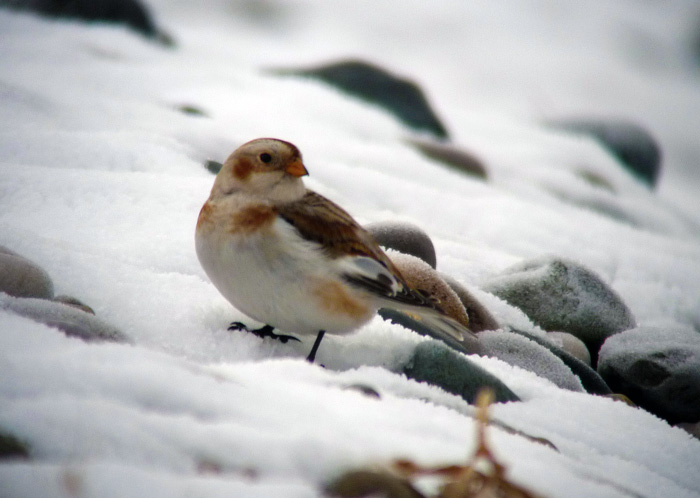 Snow Bunting