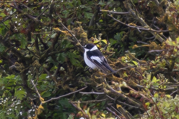 Collared Flycatcher