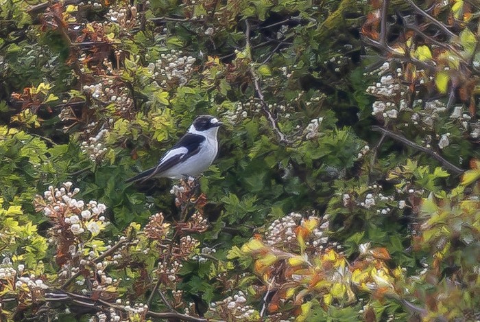 Collared Flycatcher
