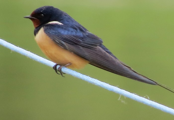 Swallow