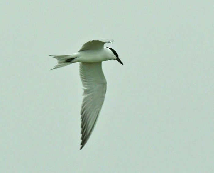 Gull-billed Tern