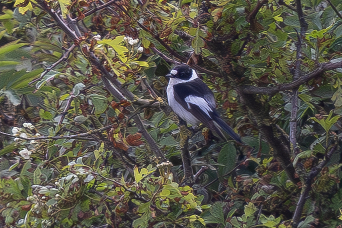 Collared Flycatcher