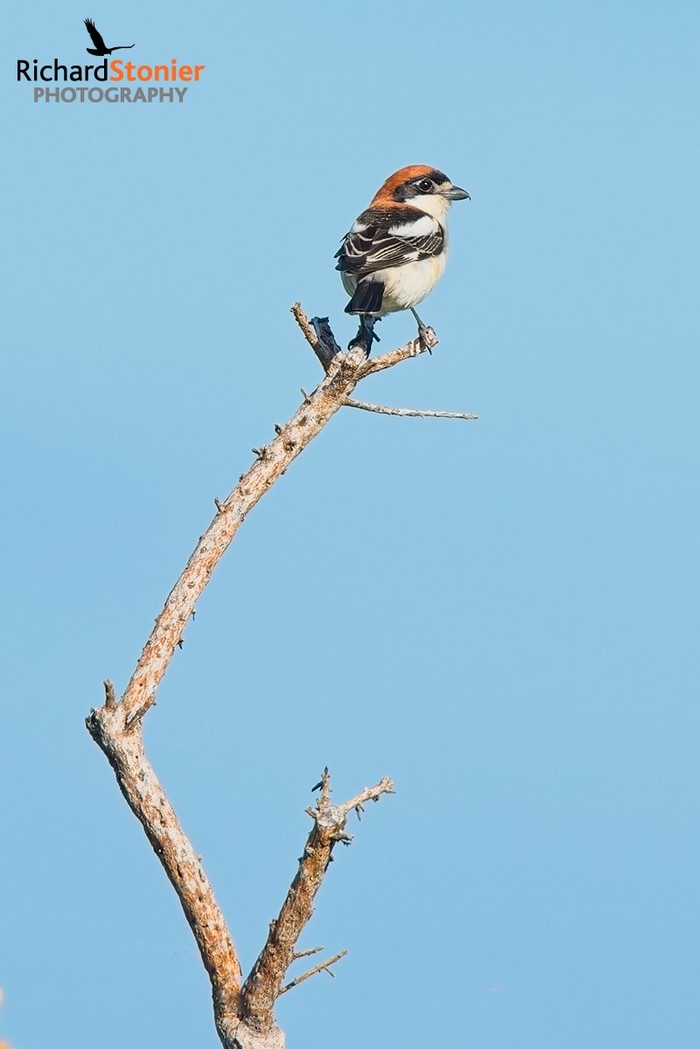 Woodchat Shrike