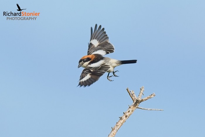 Woodchat Shrike