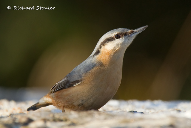 Nuthatch