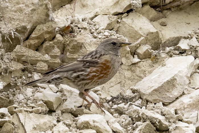 Alpine Accentor