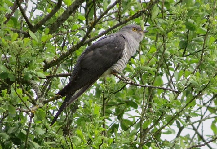 Cuckoo