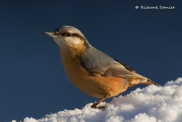 Nuthatch