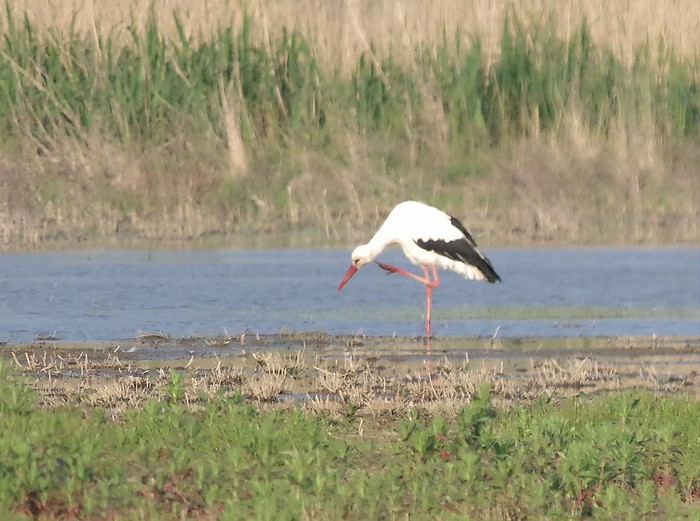 White Stork