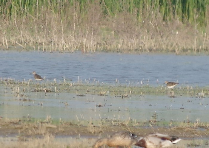 Wood Sandpiper