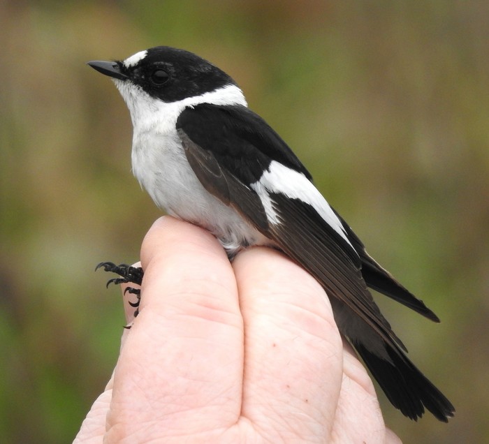 Collared Flycatcher