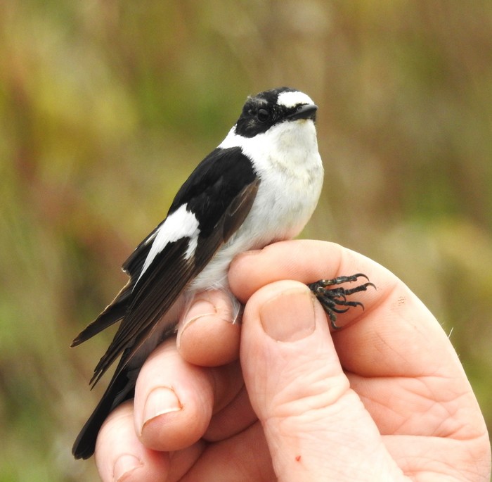 Collared Flycatcher