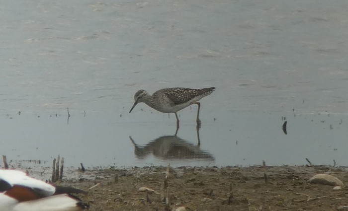 Wood Sandpiper