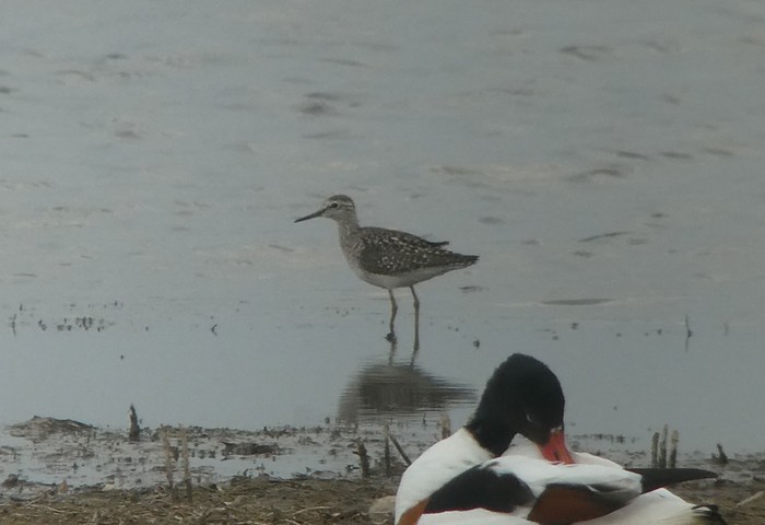 Wood Sandpiper