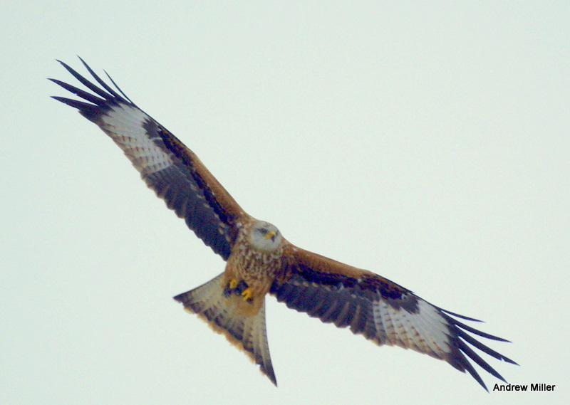 Red Kite