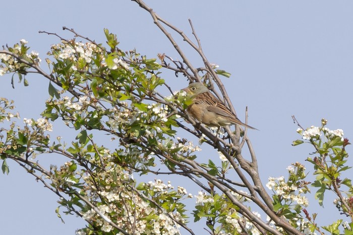 Ortolan Bunting