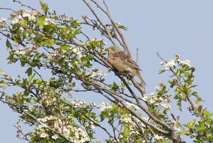 Ortolan Bunting