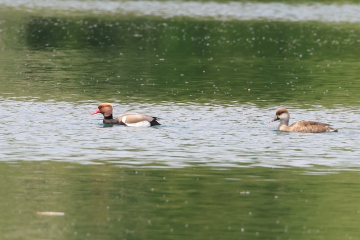 Red-crested Pochard