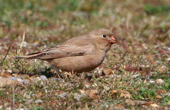 Trumpeter Finch