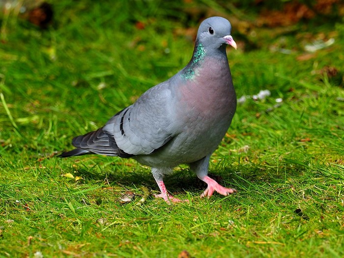 Stock Dove