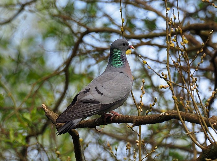Stock Dove