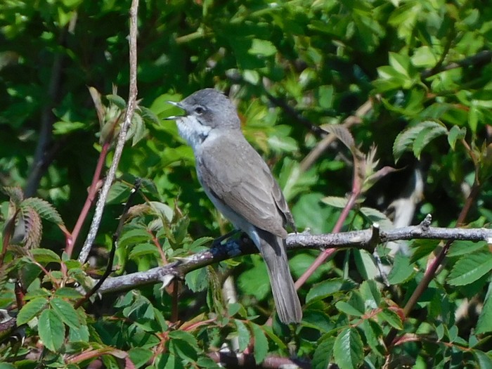 Lesser Whitethroat