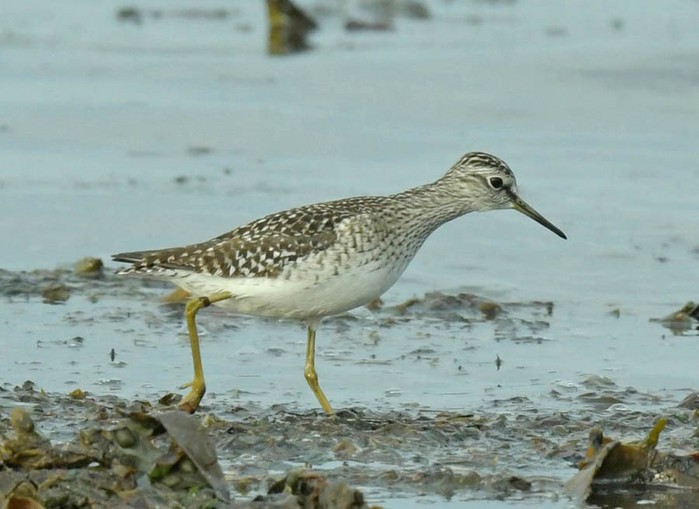 Wood Sandpiper
