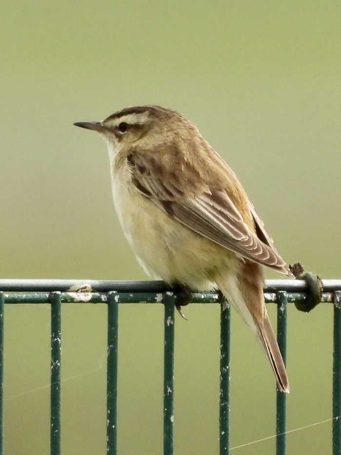 Sedge Warbler