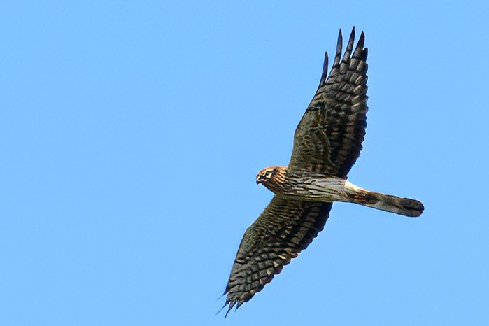 Montagu's Harrier