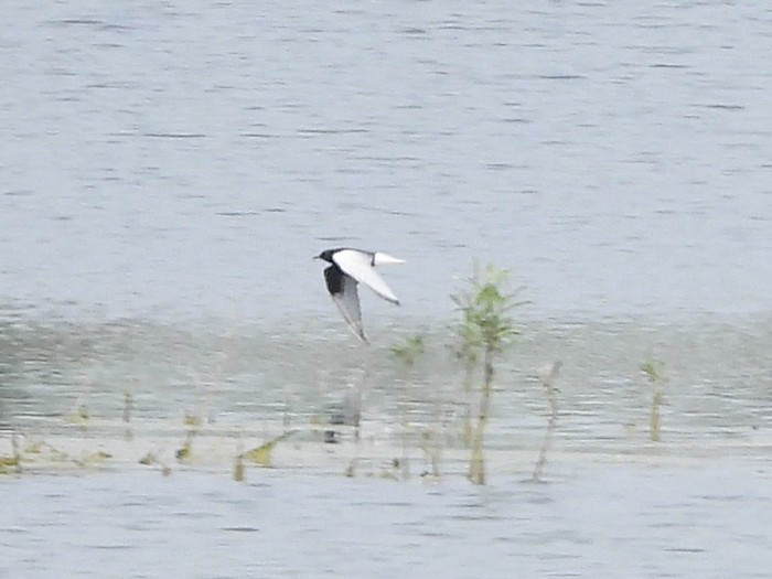 White-winged Black Tern