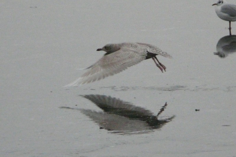 Iceland Gull