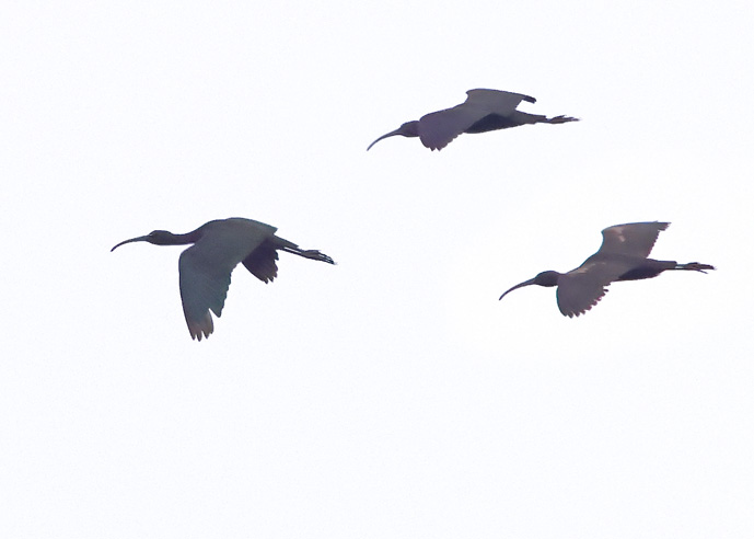 Glossy Ibis