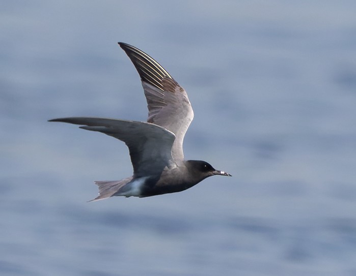 Black Tern
